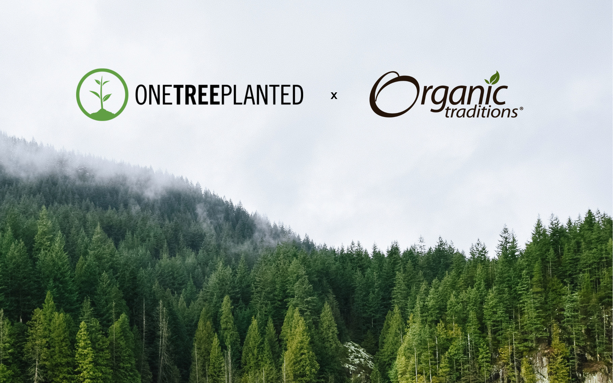 Join Organic Traditions in Our Tree Planting Initiative in India