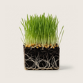 Organic Wheat Grass
