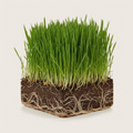 Organic Oat Grass