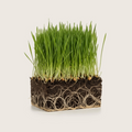 Organic Kamut Grass