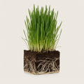Organic Barley Grass