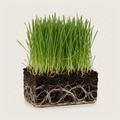 Organic Alfalfa Grass