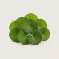 Gotu Kola