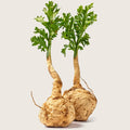 Organic Maca Root