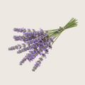 Organic Lavender Flower Powder